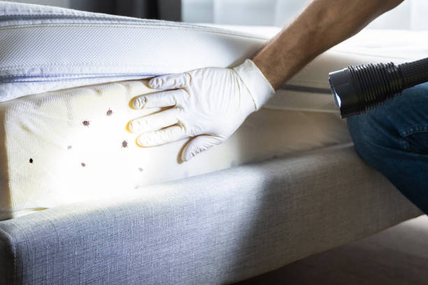 Reliable Millwood, WA Pest Control Solutions