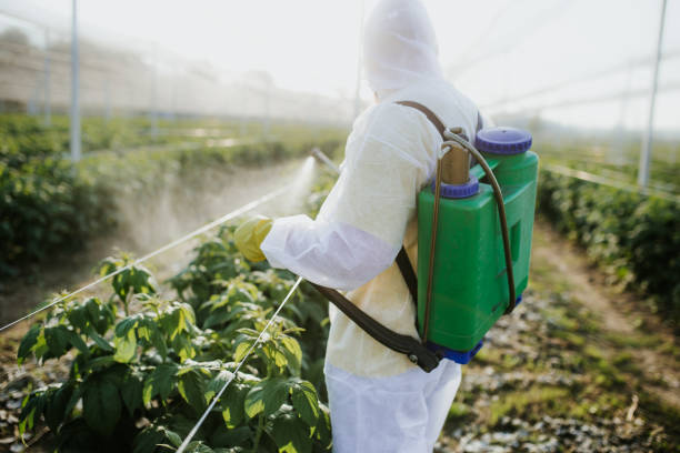 Wasp Removal Services in Millwood, WA